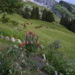Domek alpejski Le Vieux Madrier *